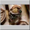 Passaloecus sp - Grabwespe 15 5-7mm beim Nestverschluss.jpg